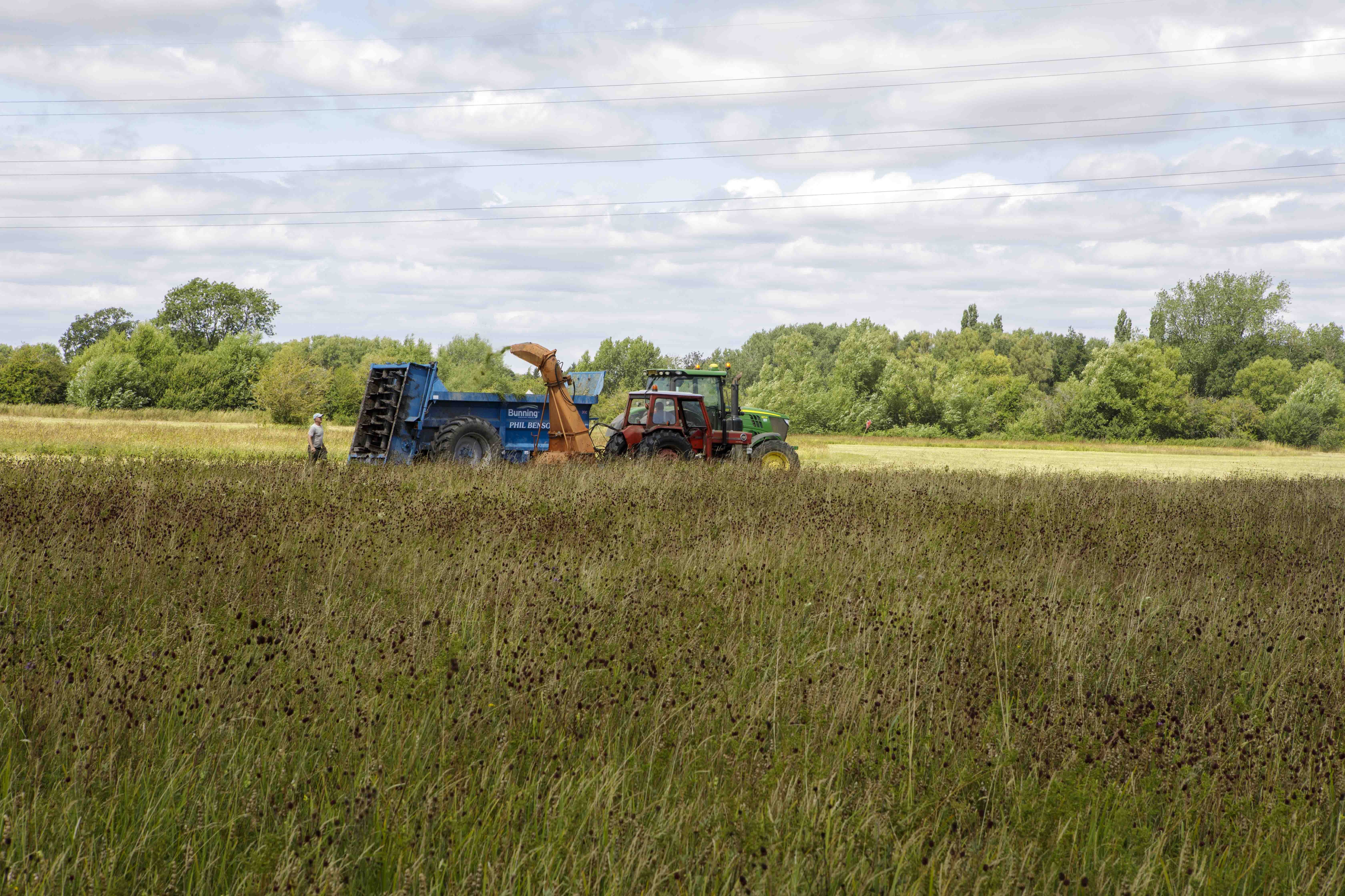 06Collecting green hay-9851