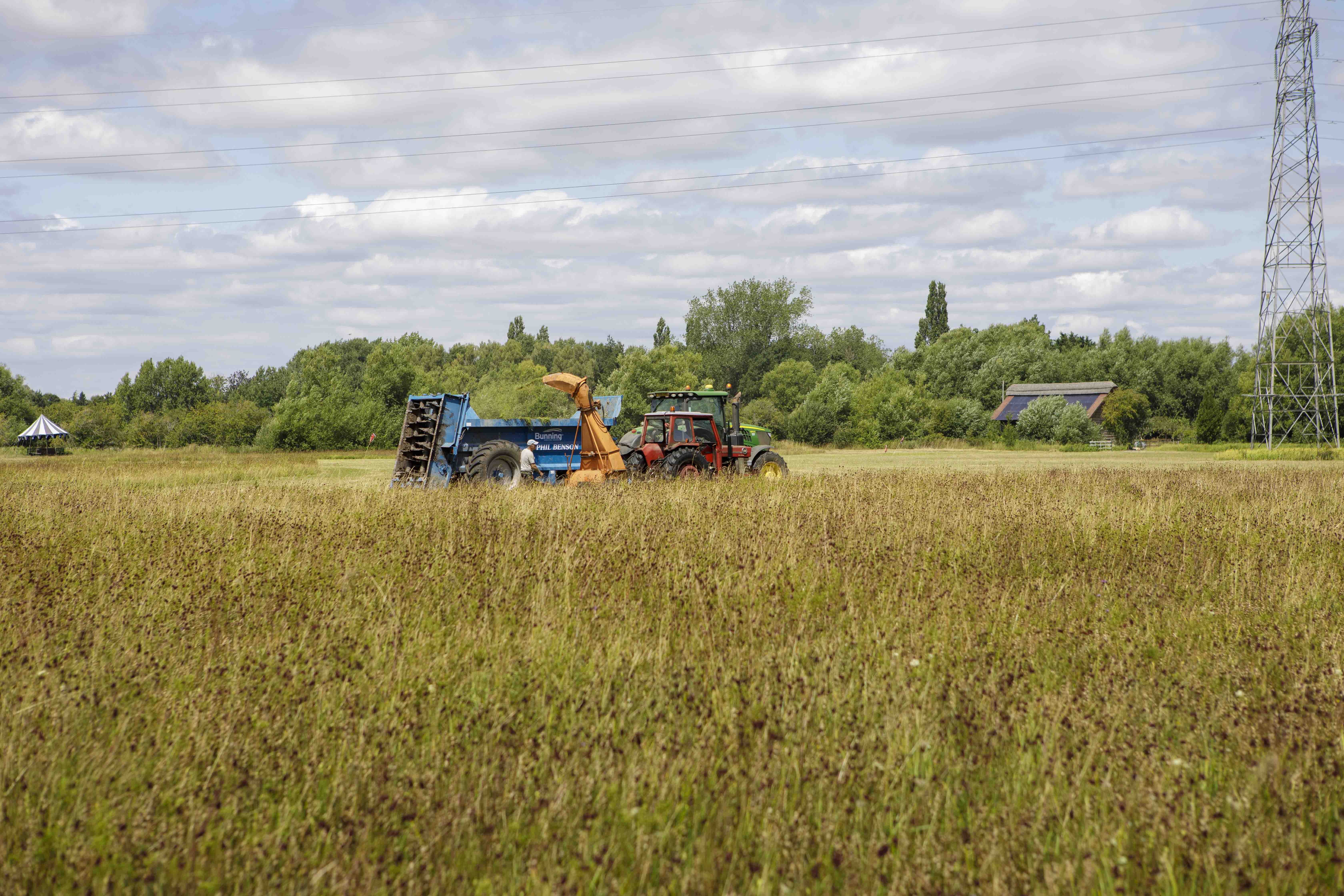 07Collecting green hay-9854