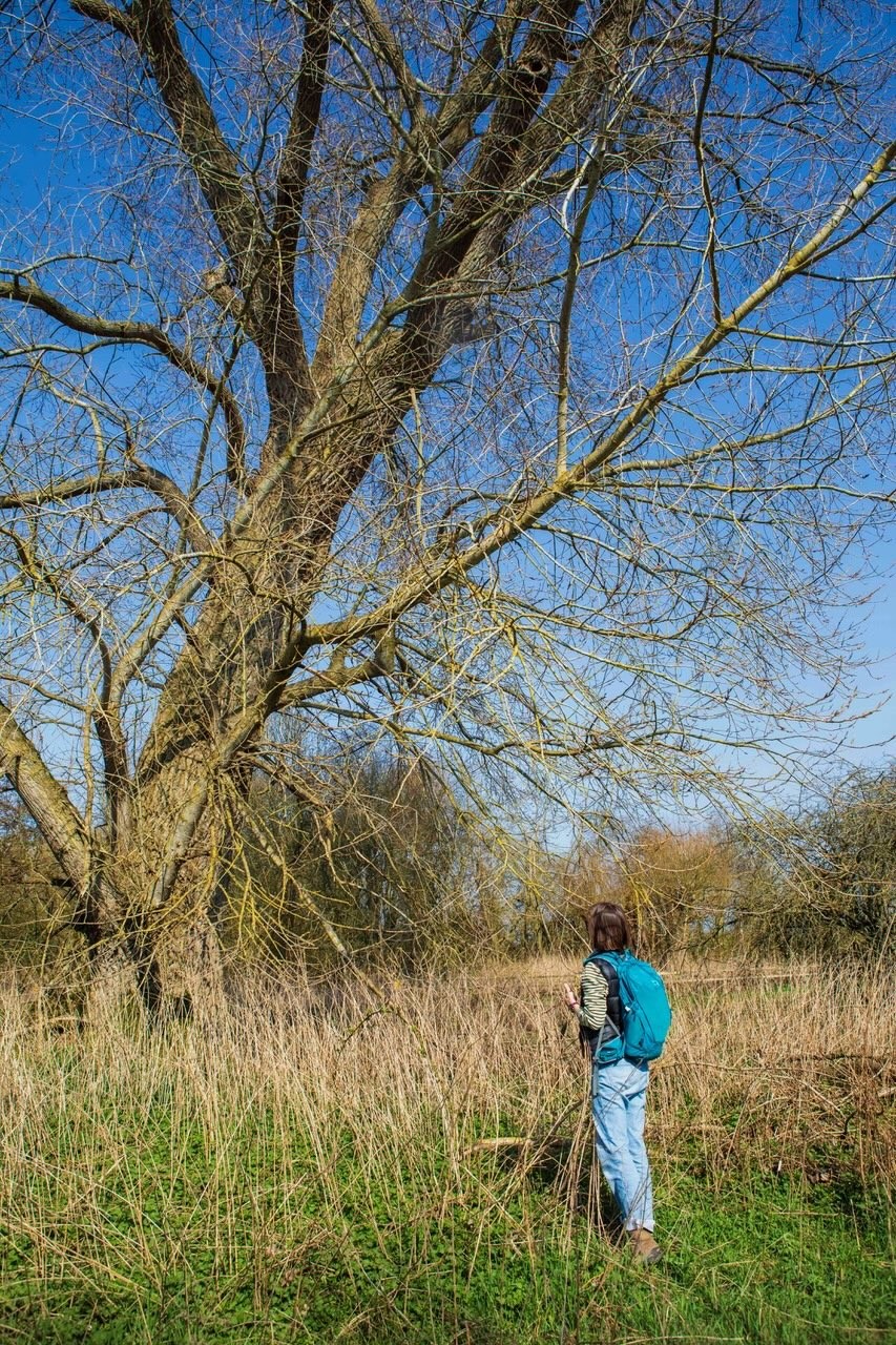 Willow Coppice Poplar-9518