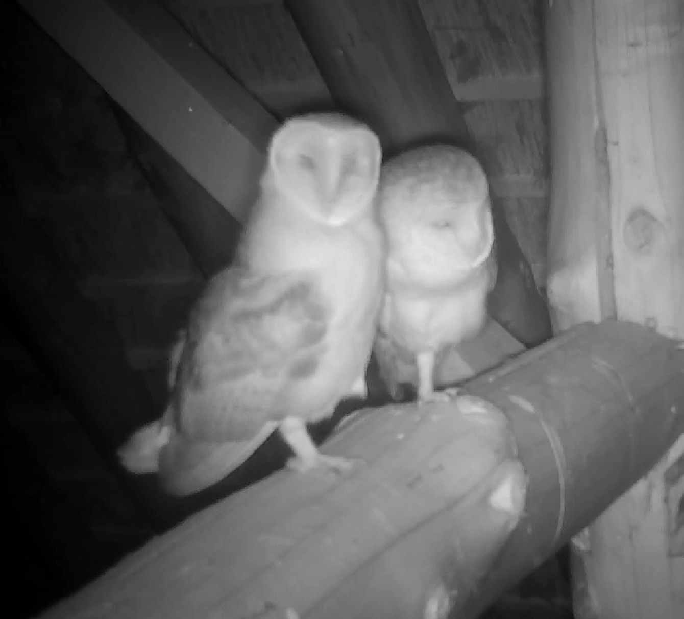 Barn_owlS_beam