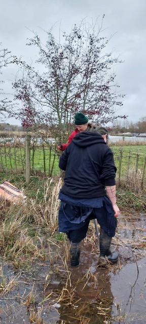 Hedge Planting on Swinford Meadows Jan26