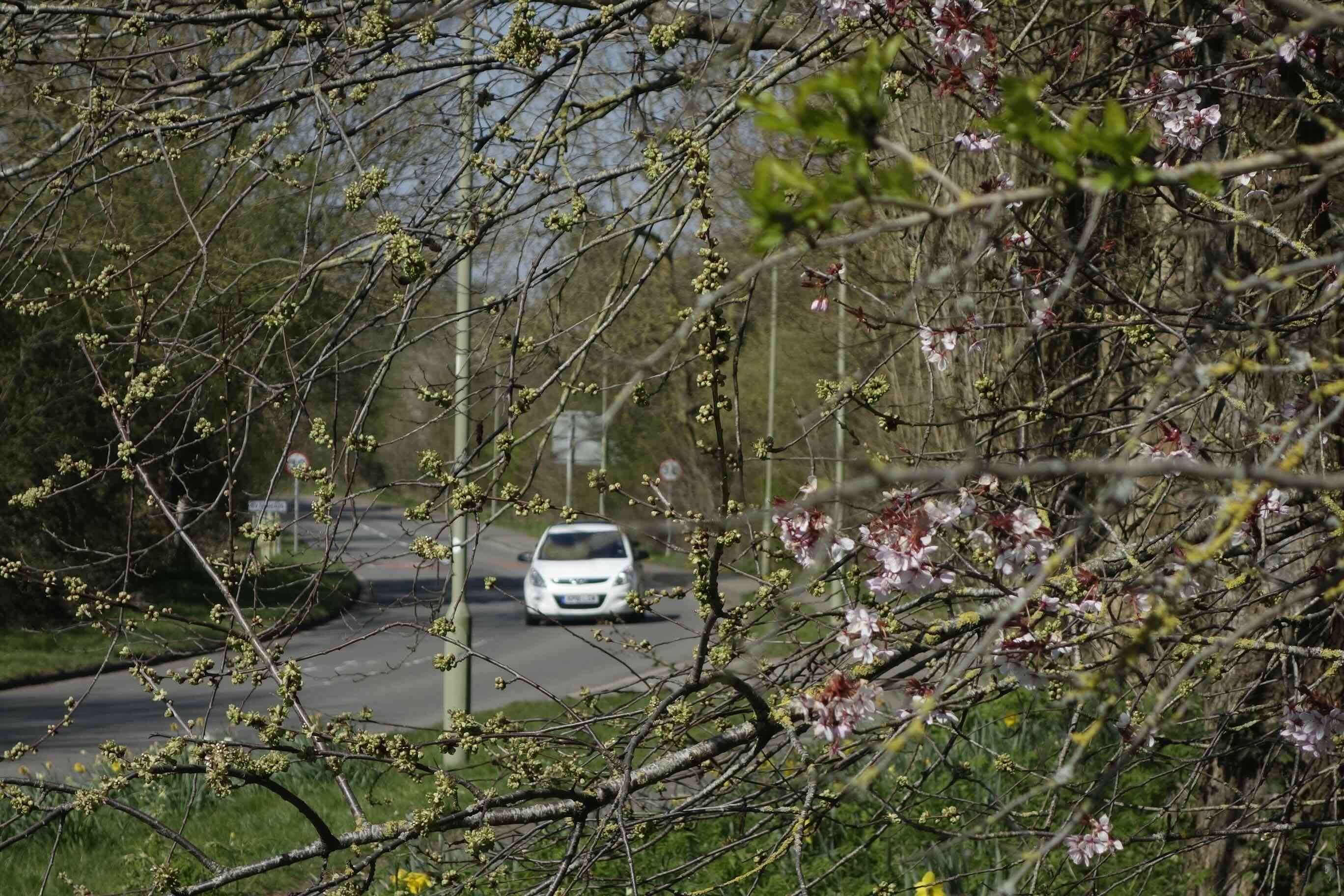 oxfordRd._Trees_DSC5936