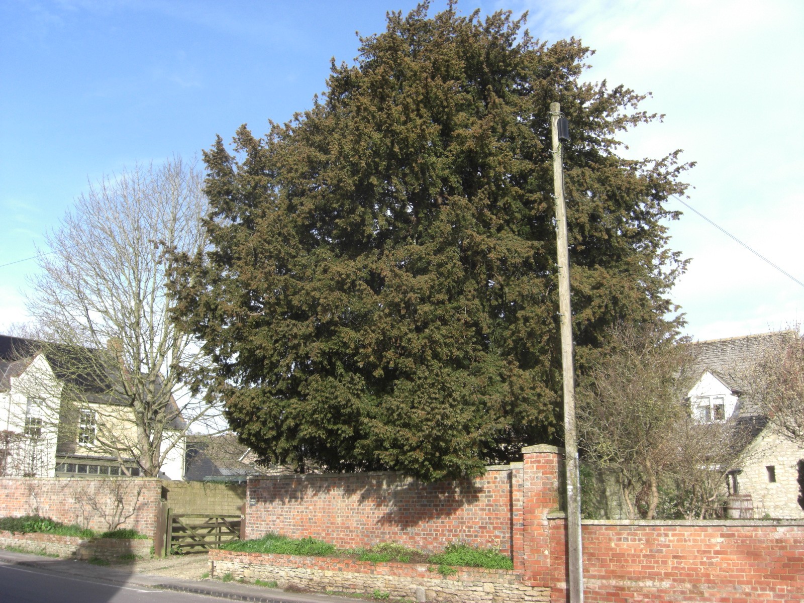 yew_acre_end_st_CIMG2411