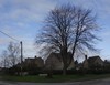 tree_oldwitneyrd_DSC5677