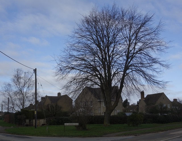 tree_oldwitneyrd_DSC5677