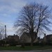 tree_oldwitneyrd_DSC5677