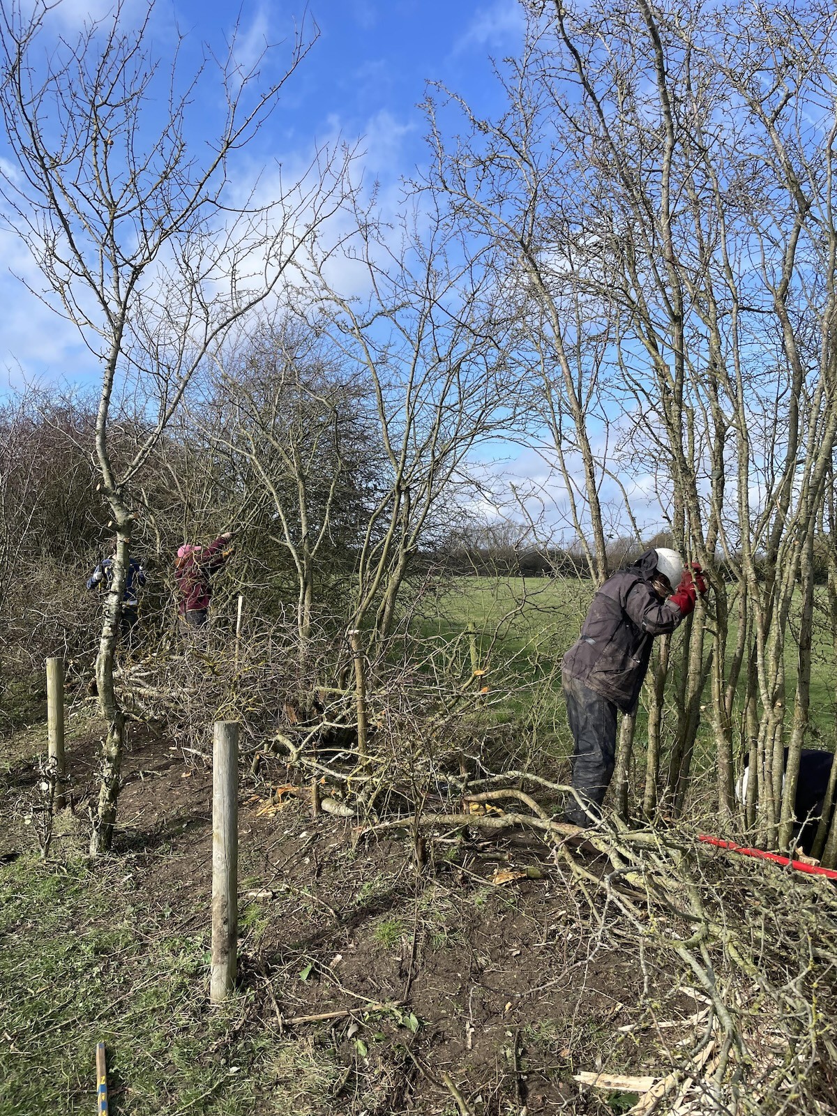 After brush cutting and ready for billhook cut - Nick Hindley