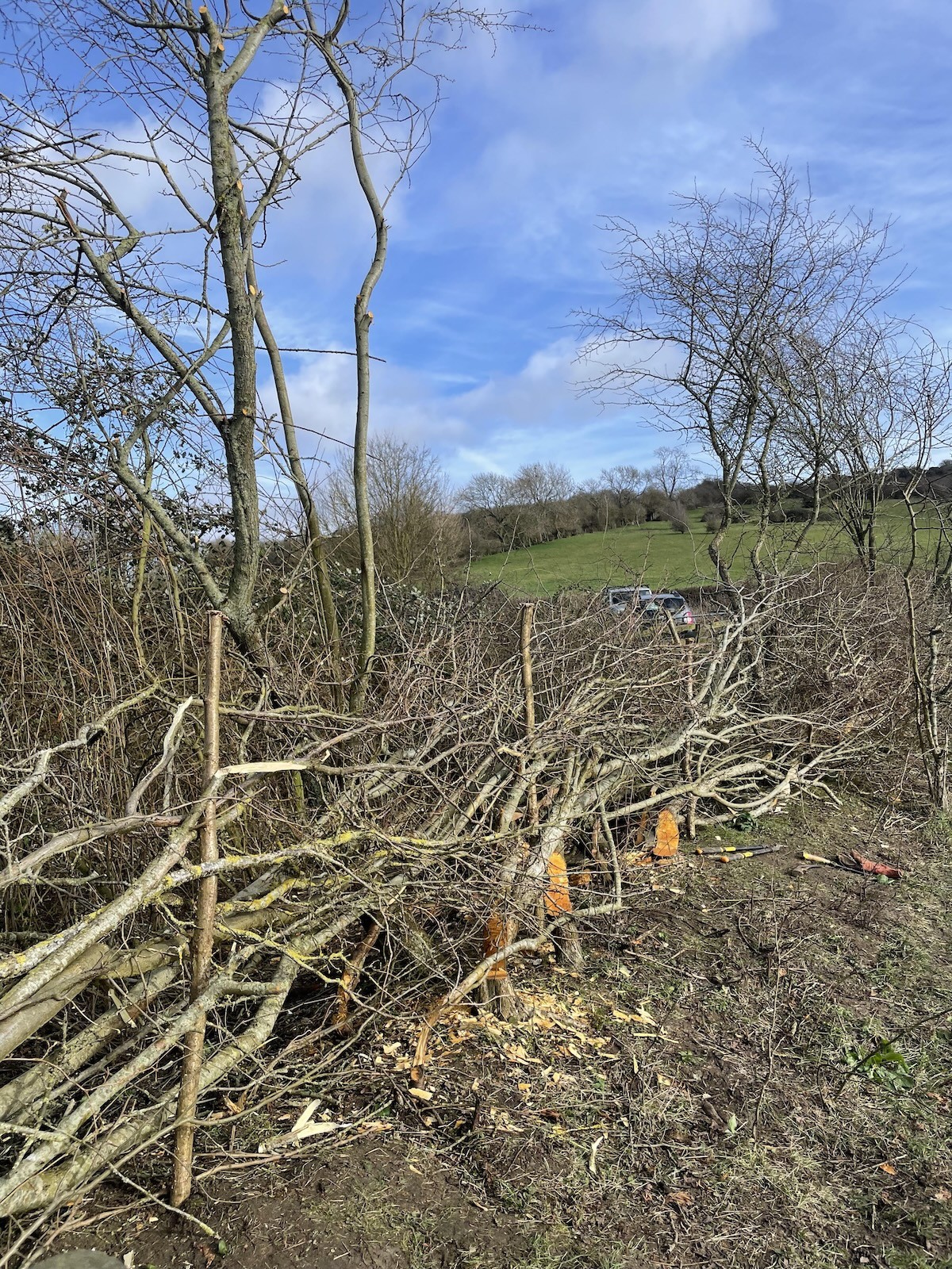 Hedge laid and hazel posts in place - Nick Hindley