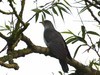 Adult Cuckoo