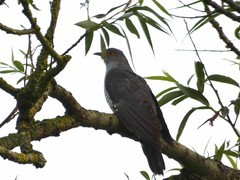 Adult Cuckoo