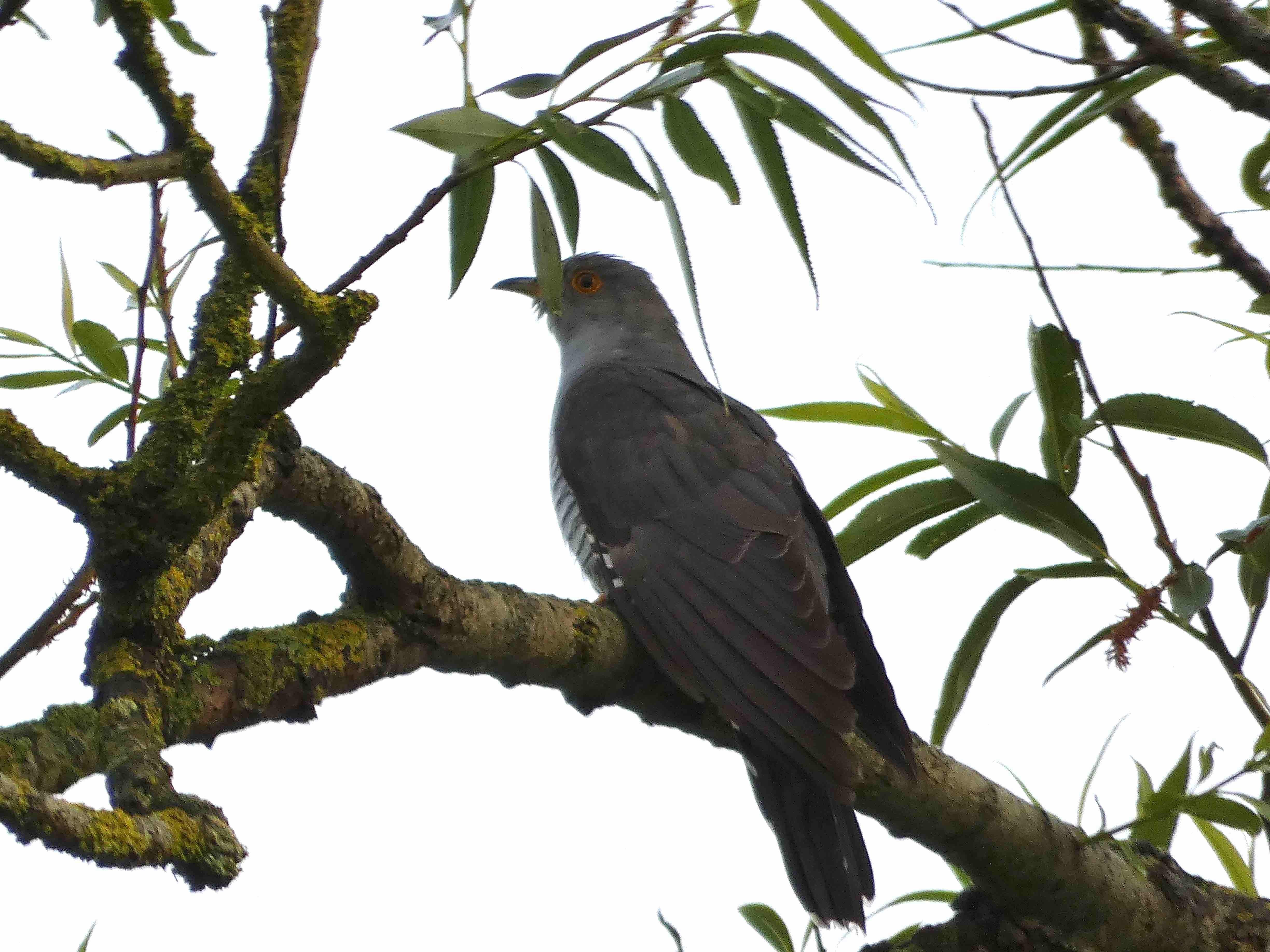 Adult Cuckoo