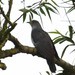 Adult Cuckoo
