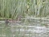 Female Mandarin