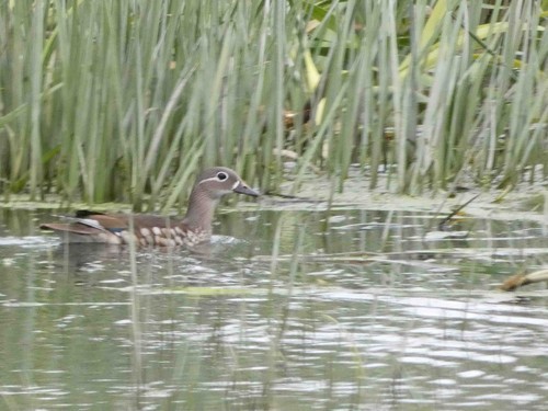 Female Mandarin