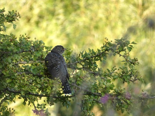 Juvenile Cuckoo