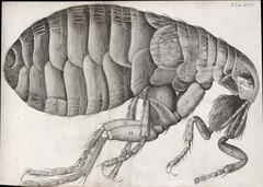 Flea_Robert Hooke