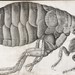 Flea_Robert Hooke