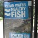 healthy_fish_CIMG2628