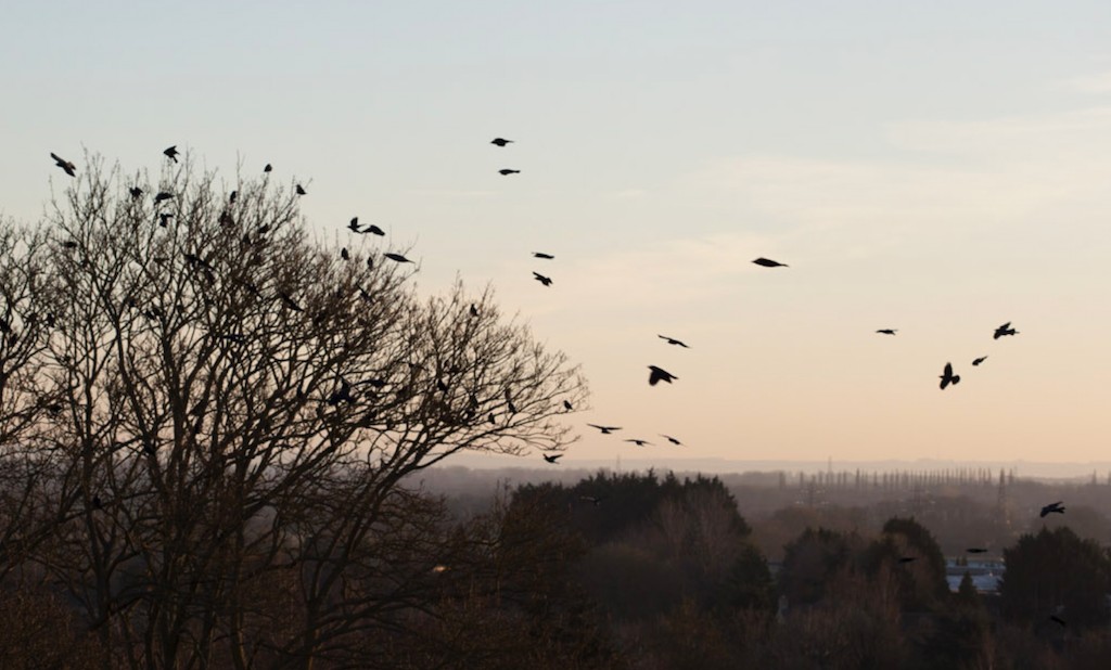 rooks_stLeonards