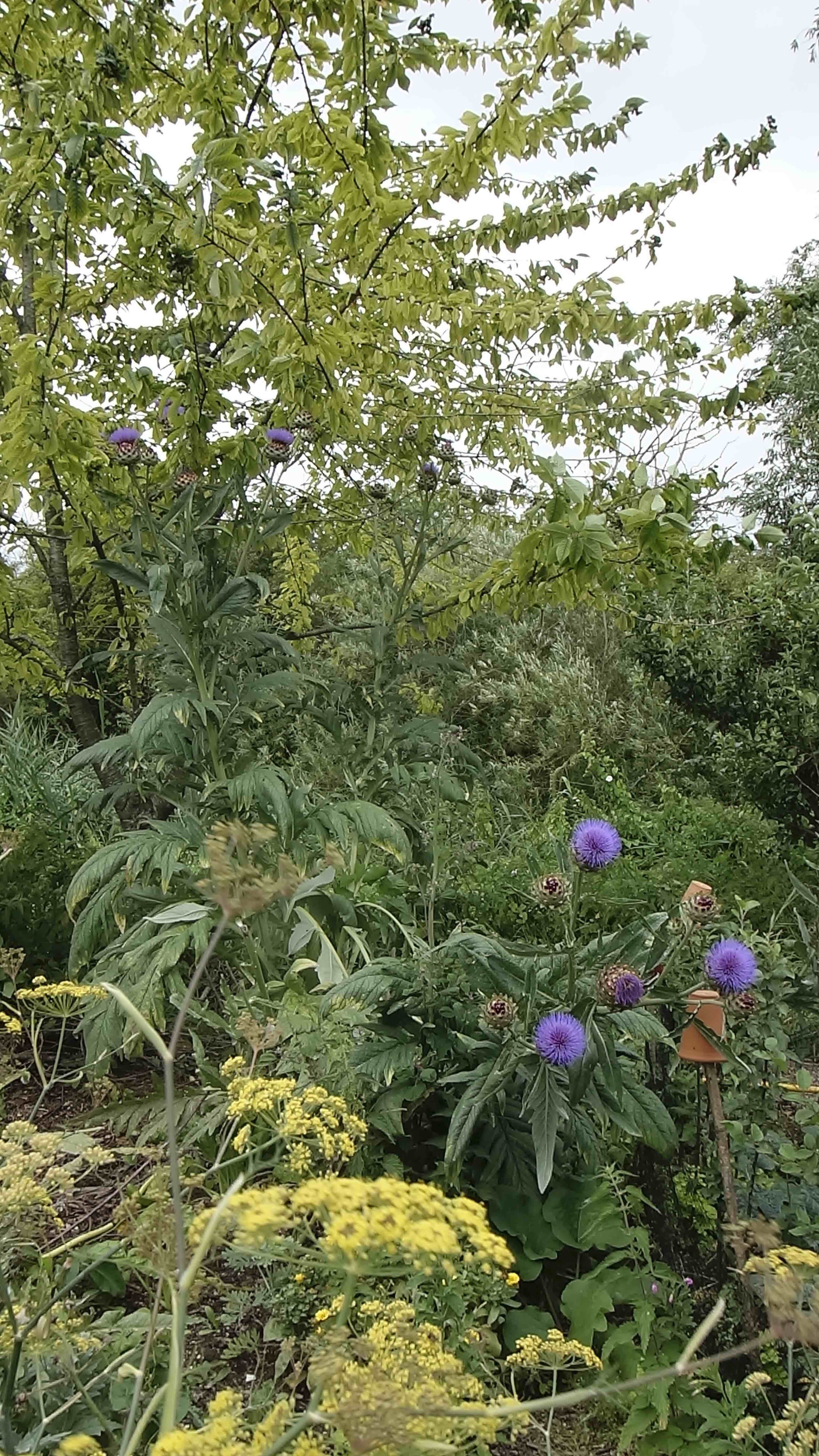 veg_patch_cardoons