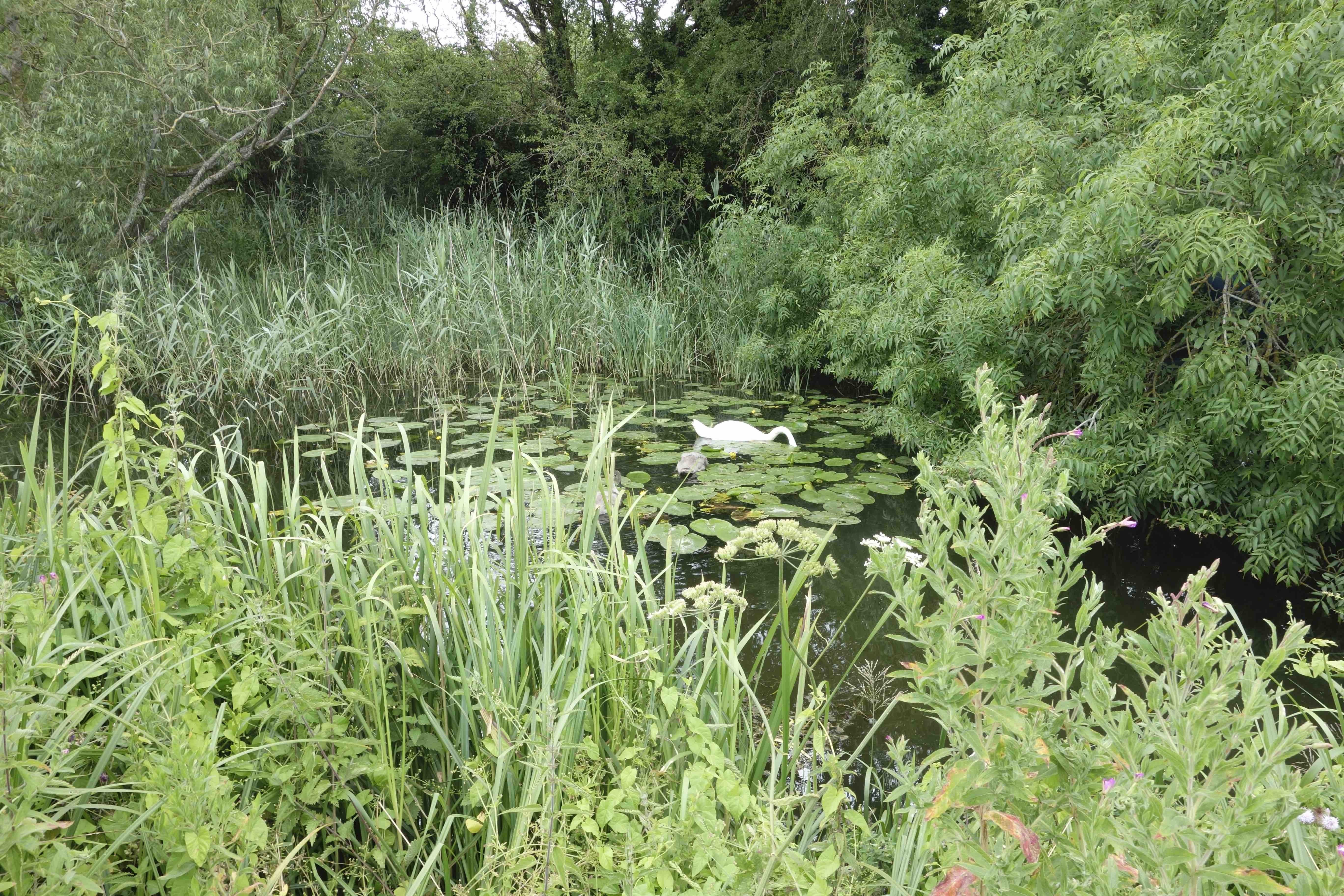 water_lilies