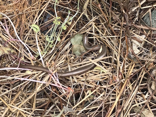 Male slow worm