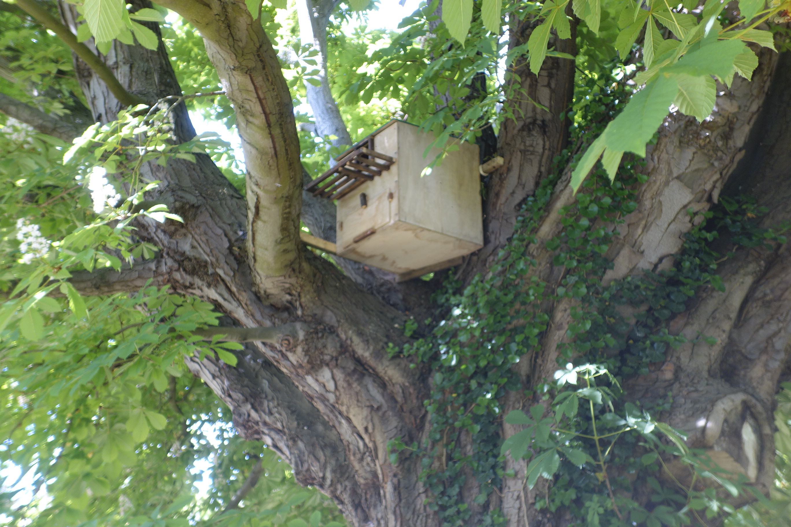 barnOwlBox_DSC6280.JPG