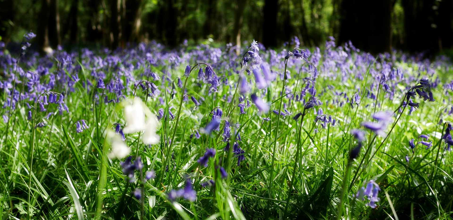 bluebells