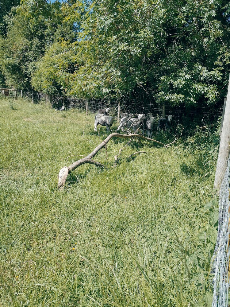 our neighbours at wood farm