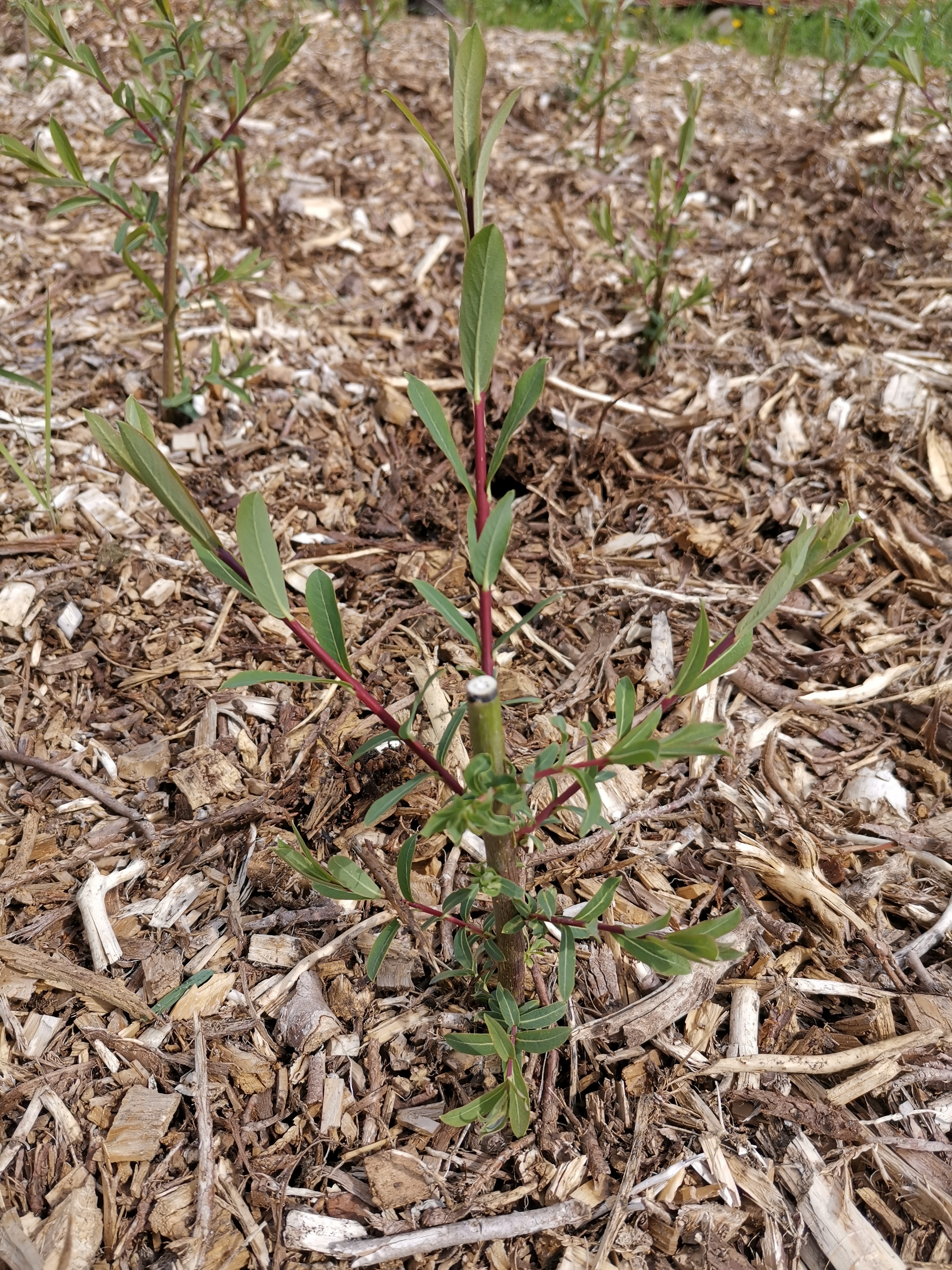 Salix purpurea at Peace oak mid may 2020