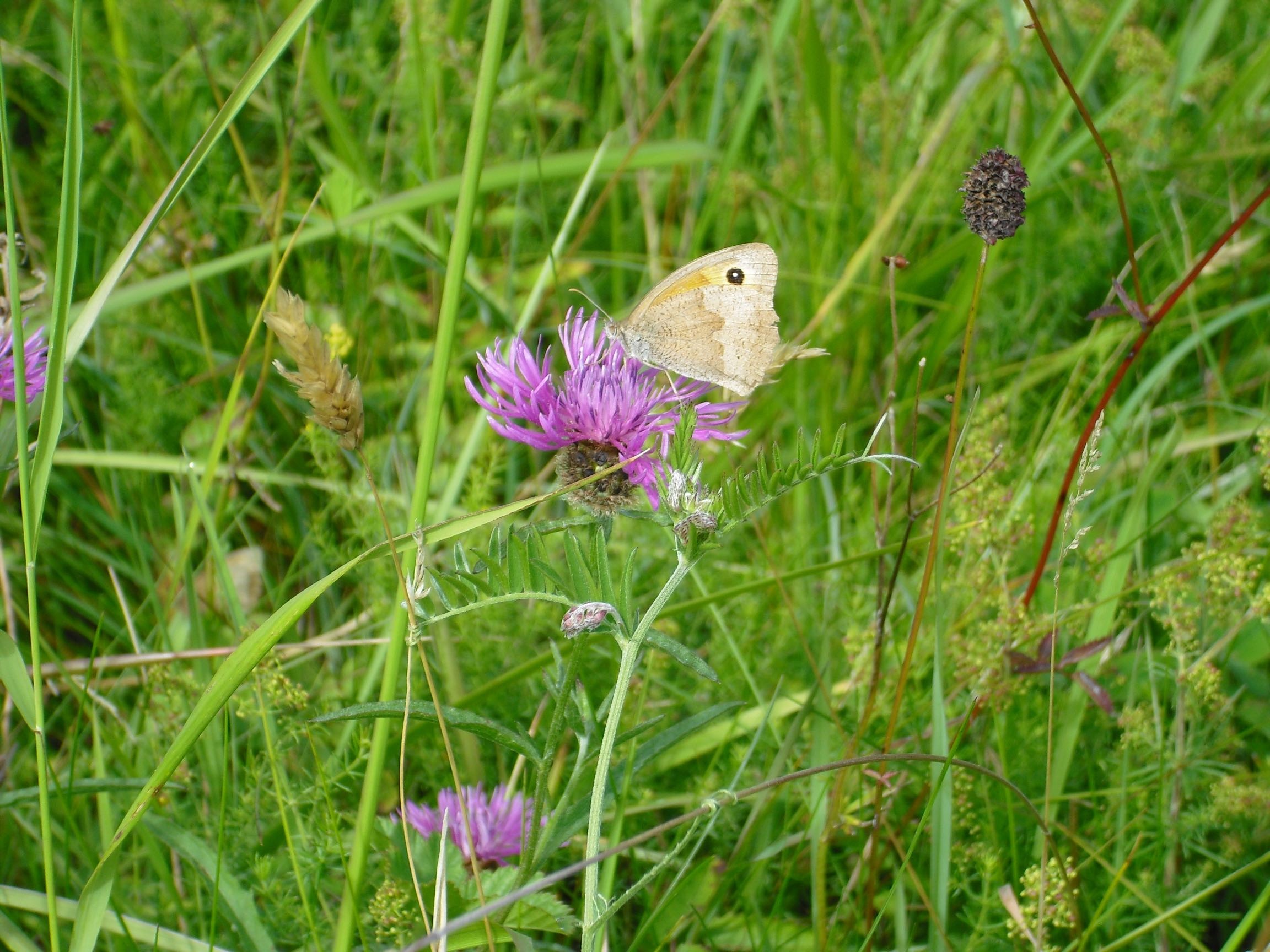 Black_knapweed_meadow_brown