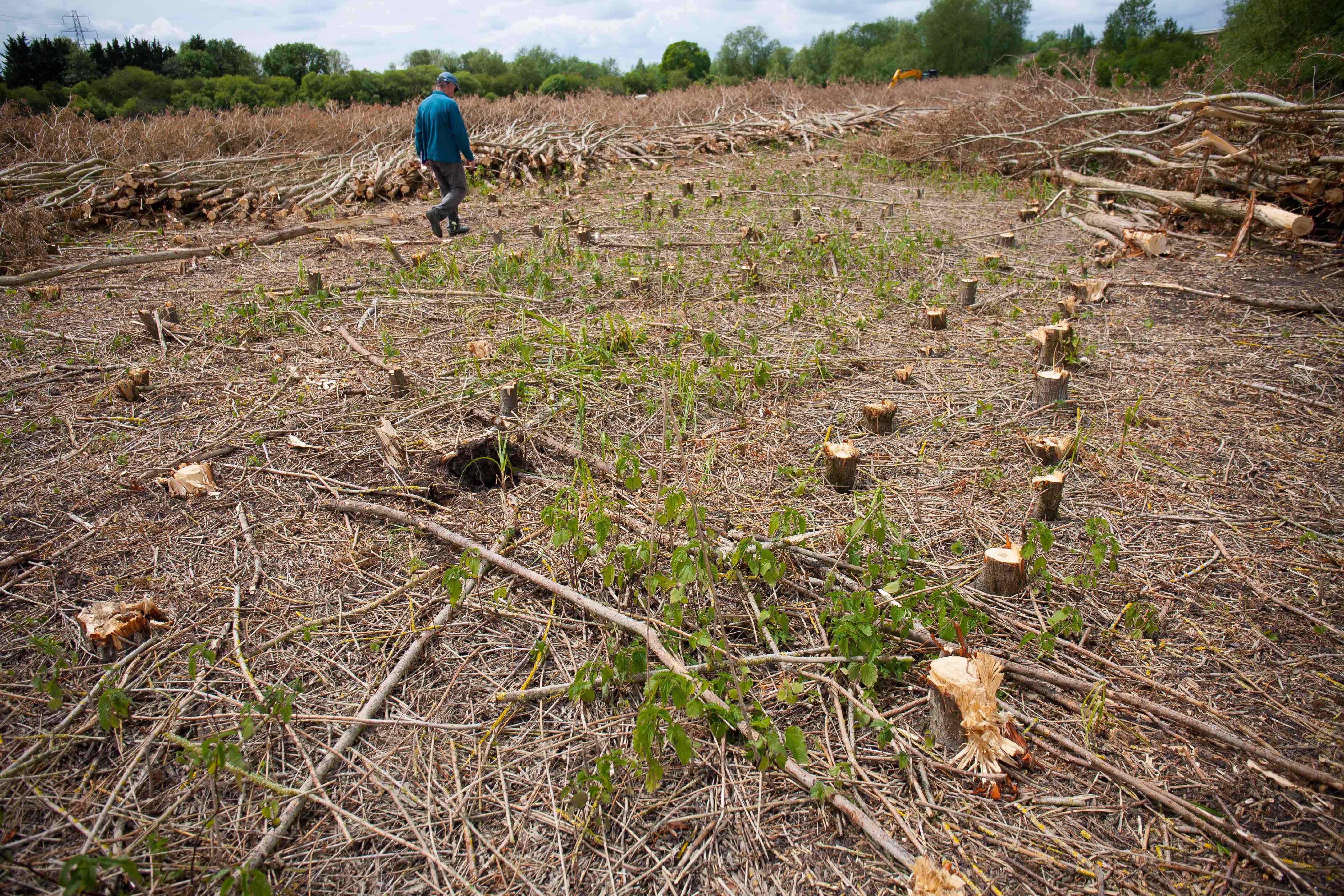 coppice_clearfell