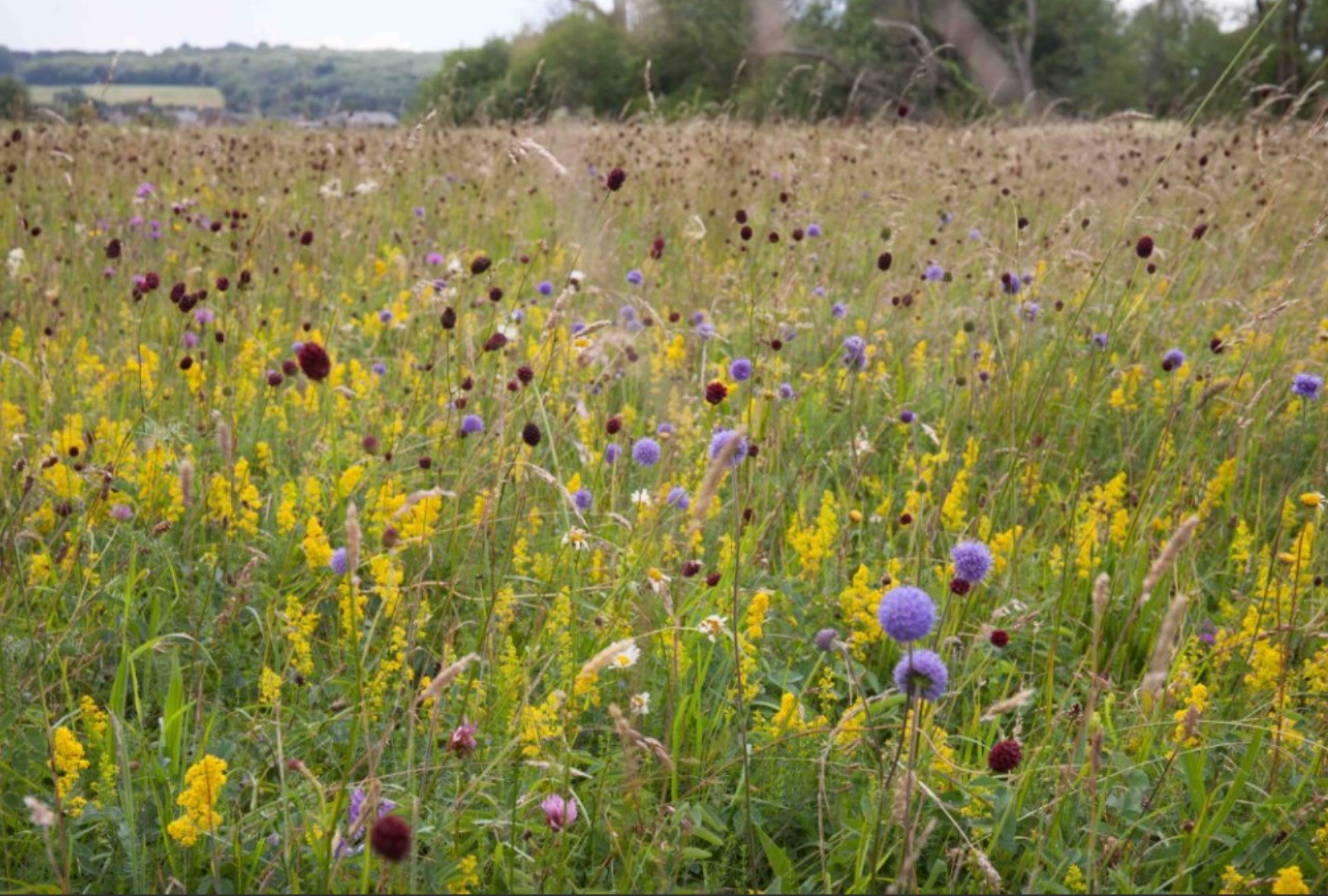 wildflower_meadow_thames