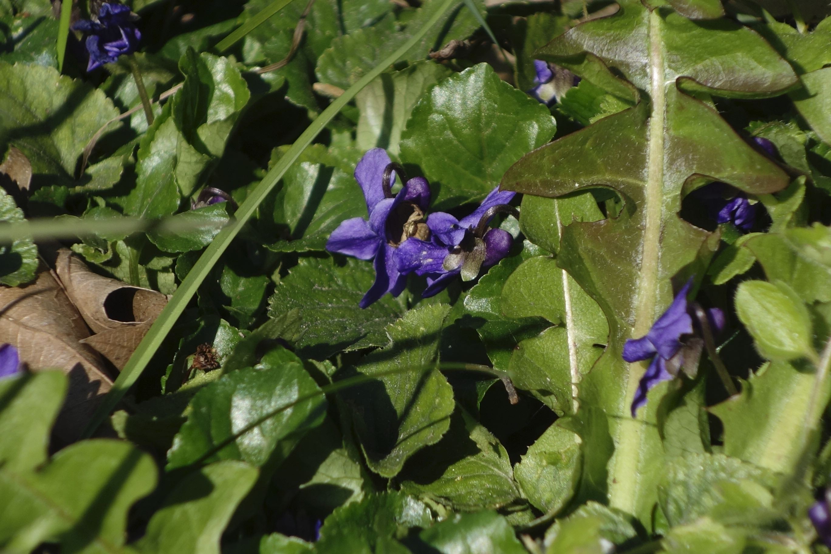 violets_sweet_DSC5946