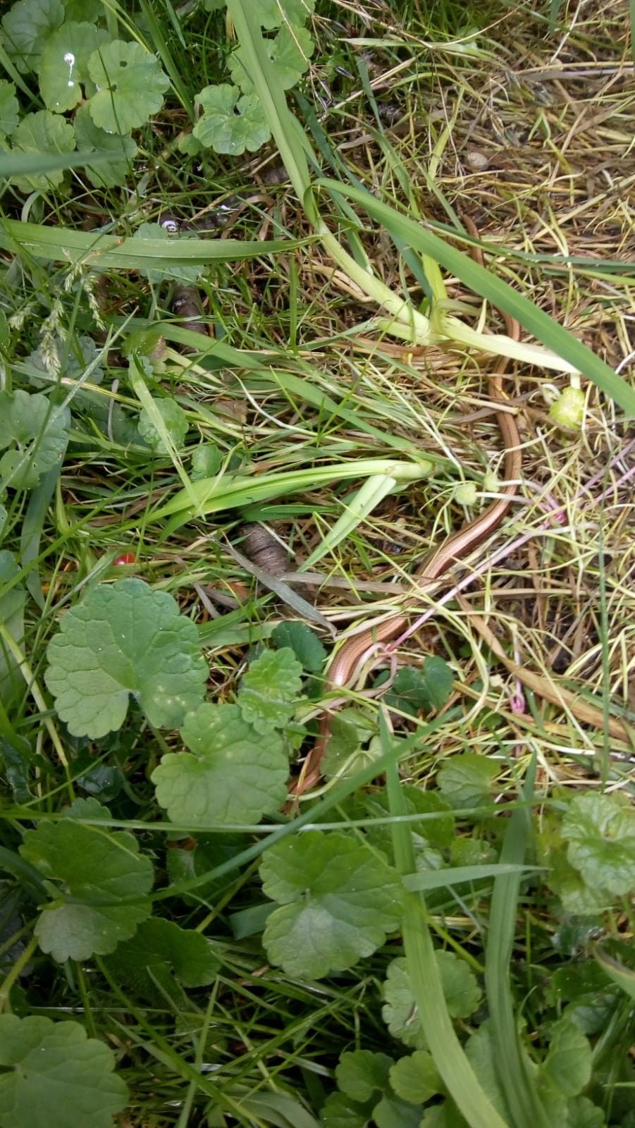 Slow worm photo