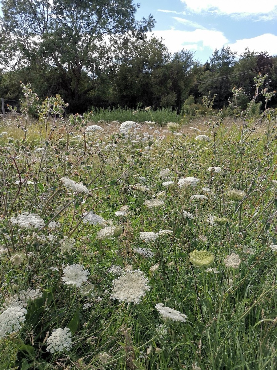 willow coppice in august