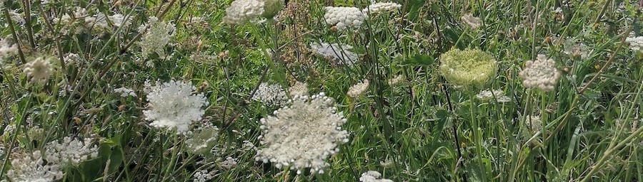 willow coppice in august_CROP