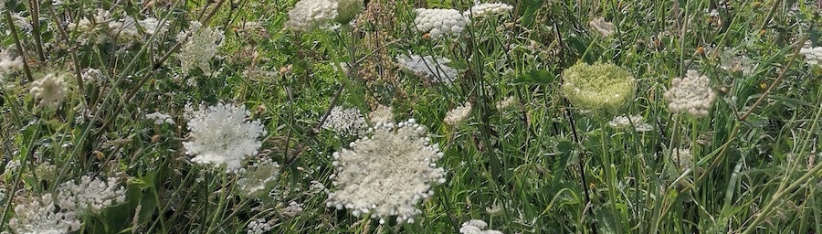 willow coppice in august_CROP