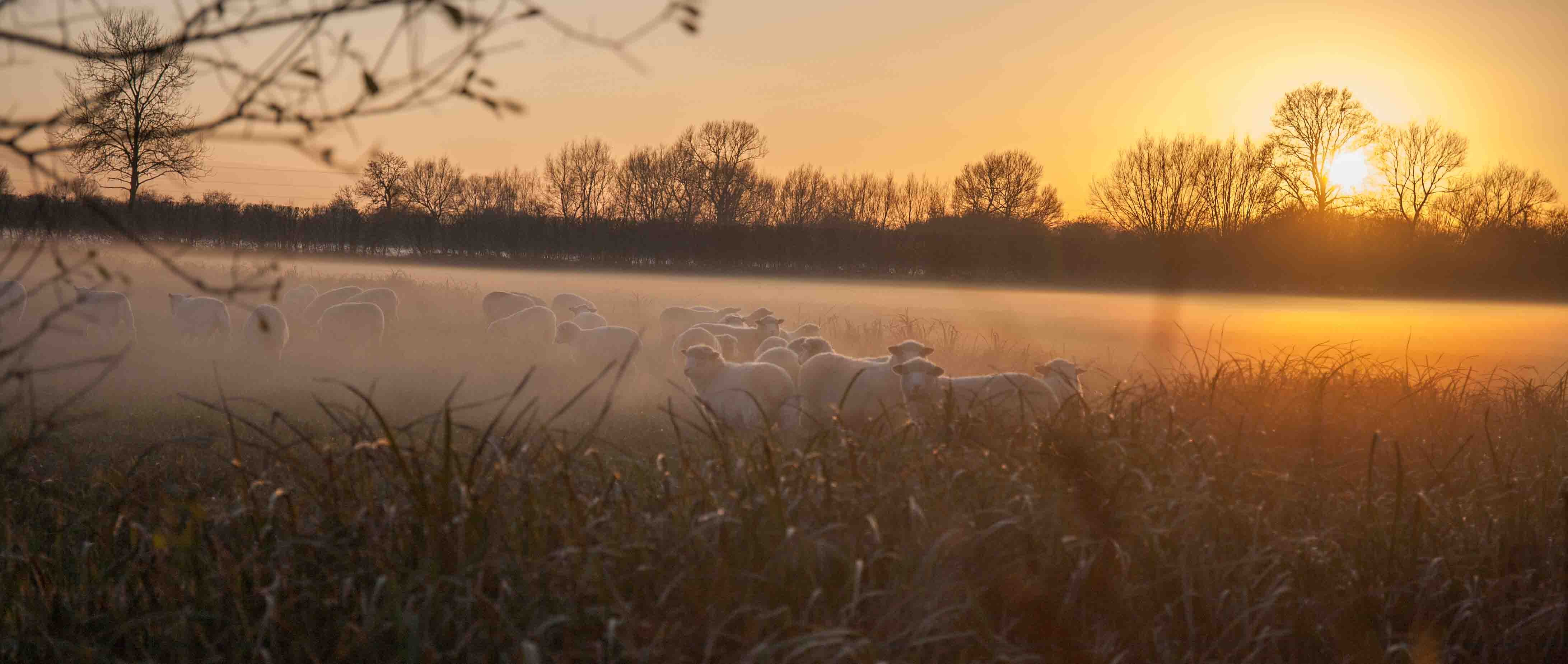 sheep and sunset