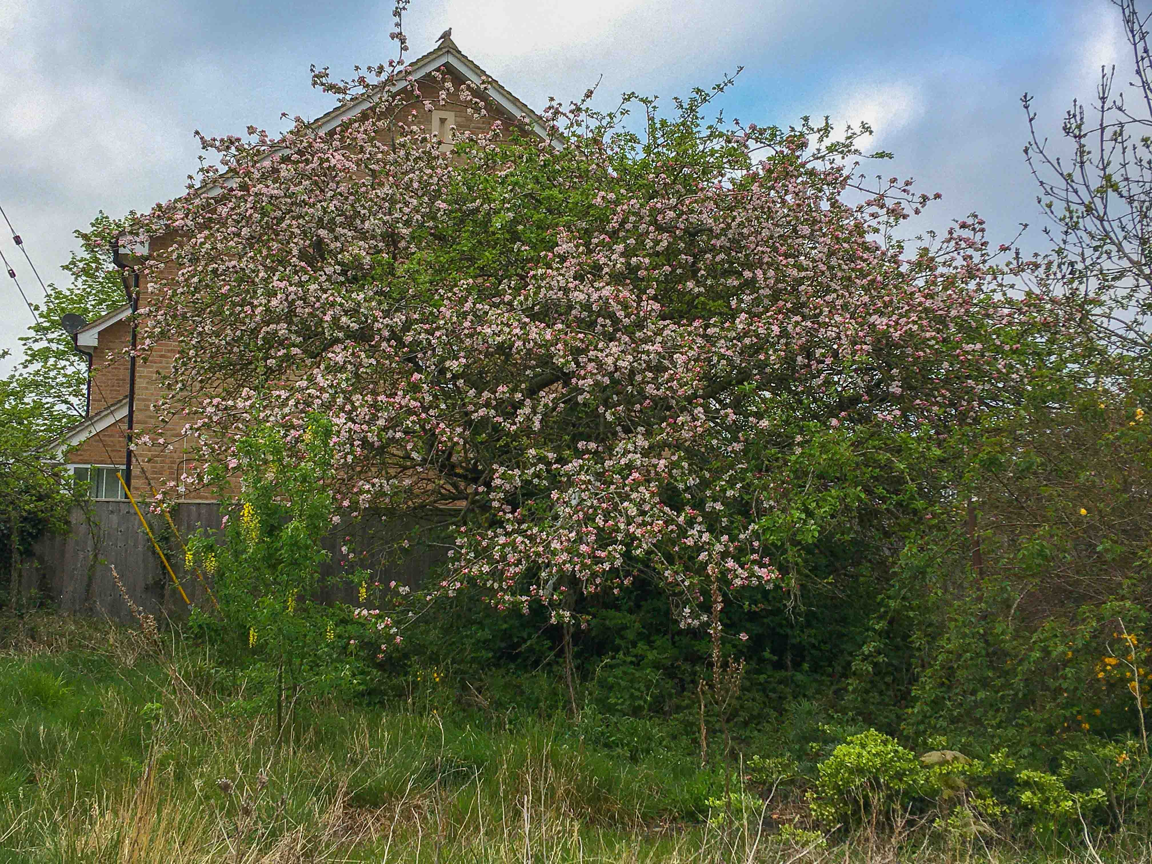 Apple in blossom