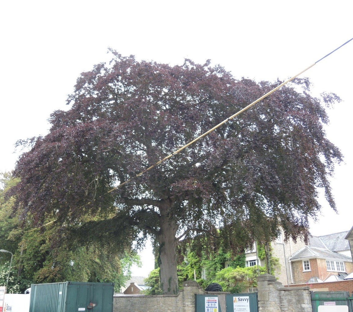 Beech in Newland