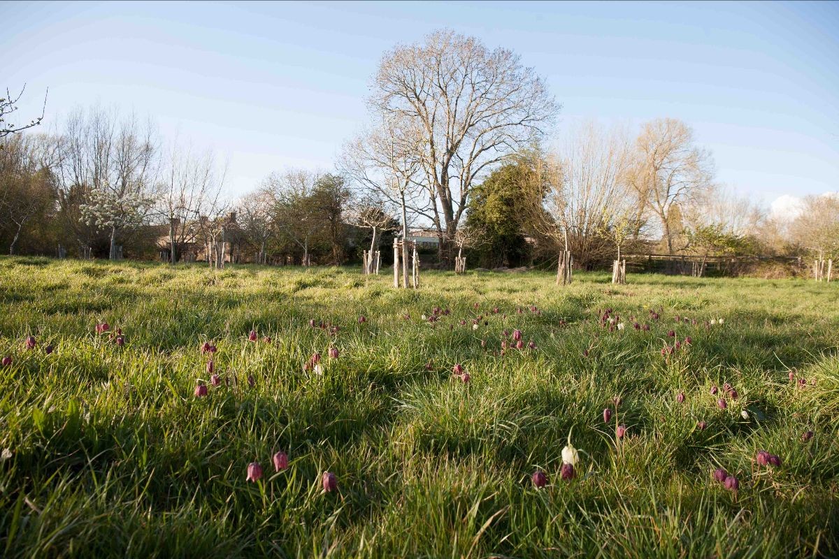 fritilliaries