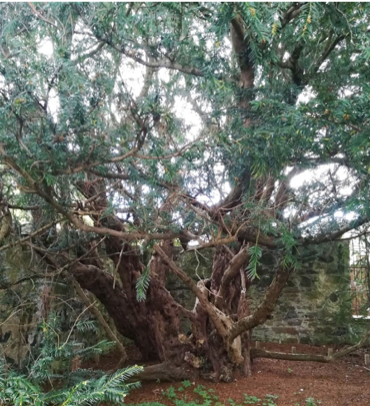 Fortingall_yew