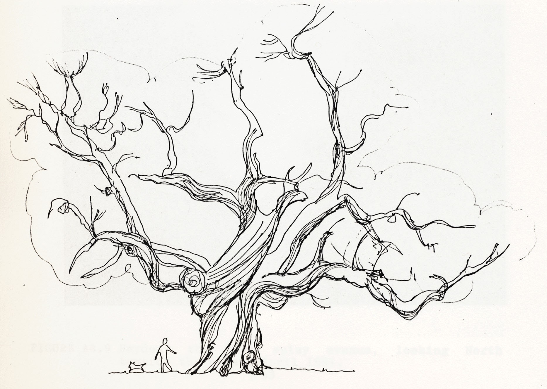 9 Heydon sweet chestnut_sketch