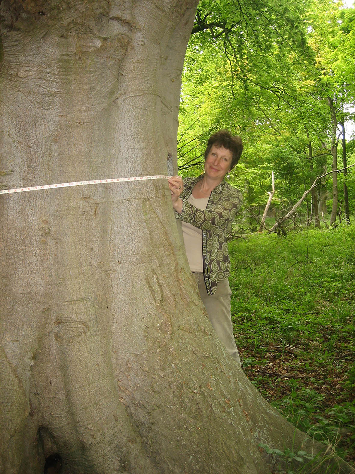 3 Sarah_measuring tree