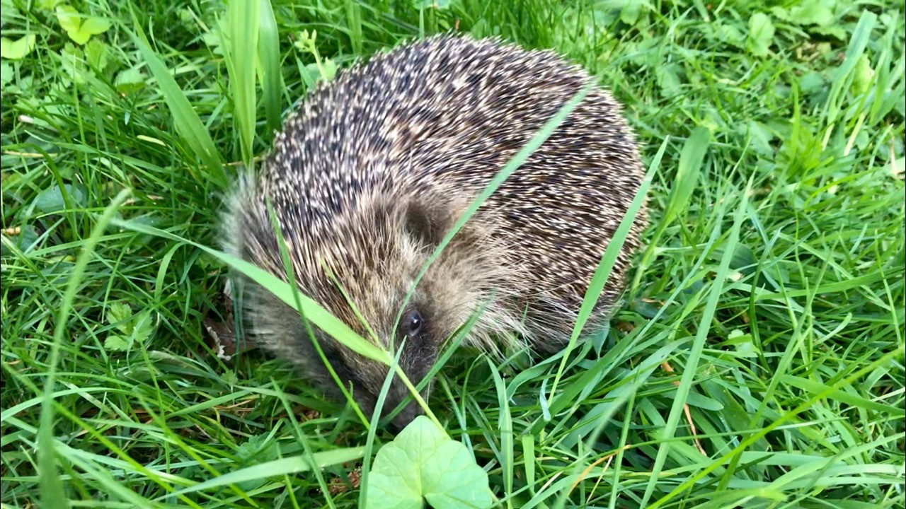 Hedgehog_IMG_1415