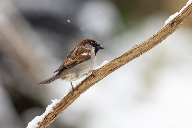 House sparrow(m)Joe