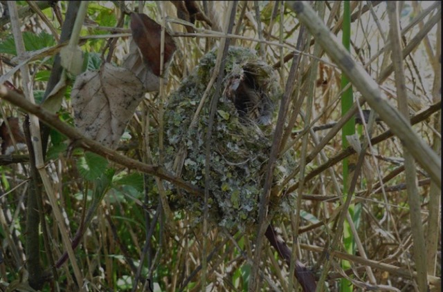 Long-tailed tits nest