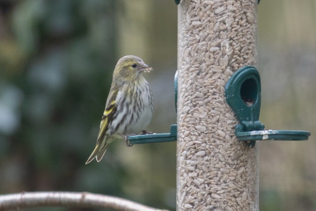 Siskin