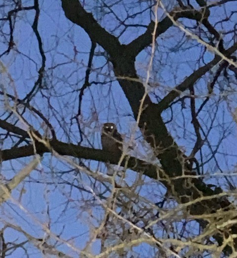 Tawny owl